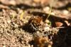 Colletes cunicularius
